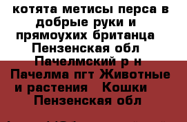 котята метисы перса в добрые руки и 2 прямоухих британца - Пензенская обл., Пачелмский р-н, Пачелма пгт Животные и растения » Кошки   . Пензенская обл.